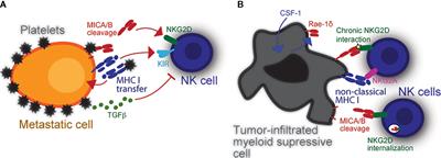 NK Cell Interaction With Platelets and Myeloid Cells in the Tumor Milieu